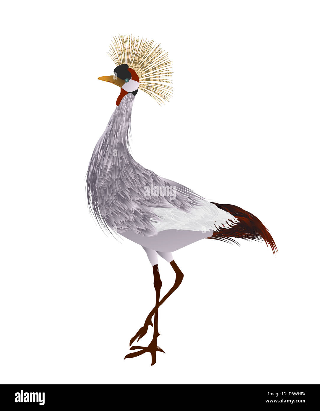 Grey crowned crane against white background Stock Photo - Alamy
