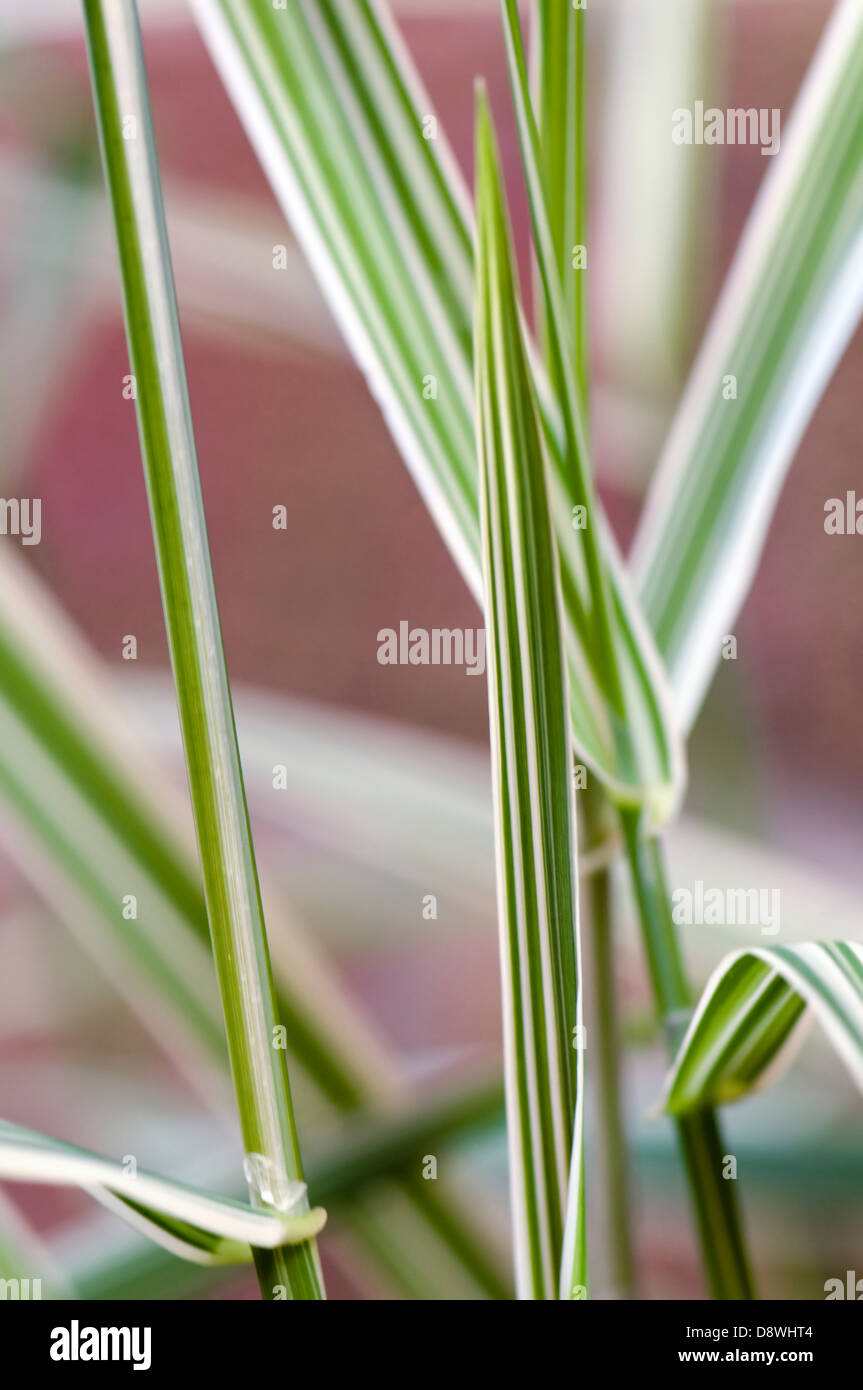 Close up of ornamental stripy grass Stock Photo