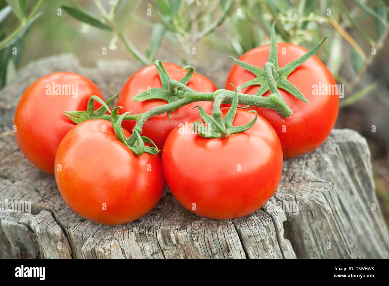 Bunch of tomatoes outdoors Stock Photo Alamy