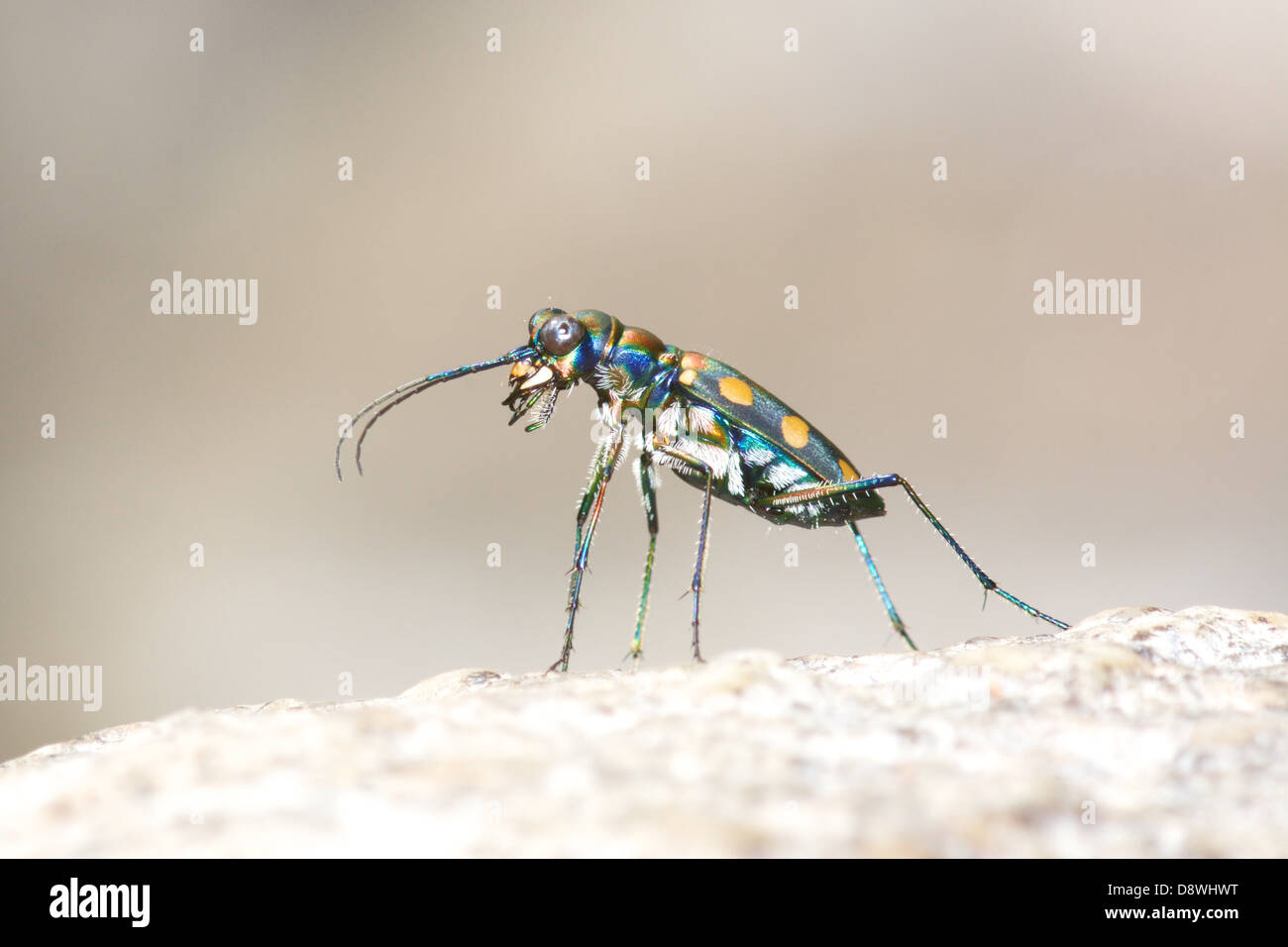 Tiger Beetle (Cosmodela aurulenta juxtata). Chaloem Phrakiat Thai Prachan National Park, Thailand. Stock Photo
