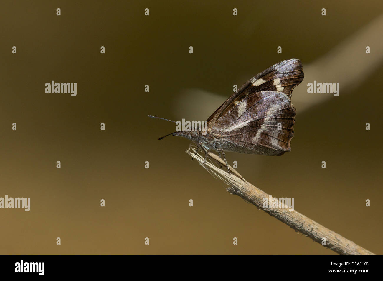The Whitespotted Beak (Libythea narina) is a butterfly found in Asia that belongs to the Libytheinae group Stock Photo