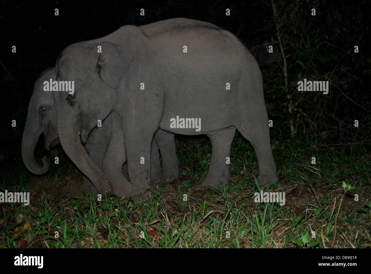 Wild juvenile Asian Elephants, Elephas maximus. Pang Sida National Park, Thailand. Stock Photo