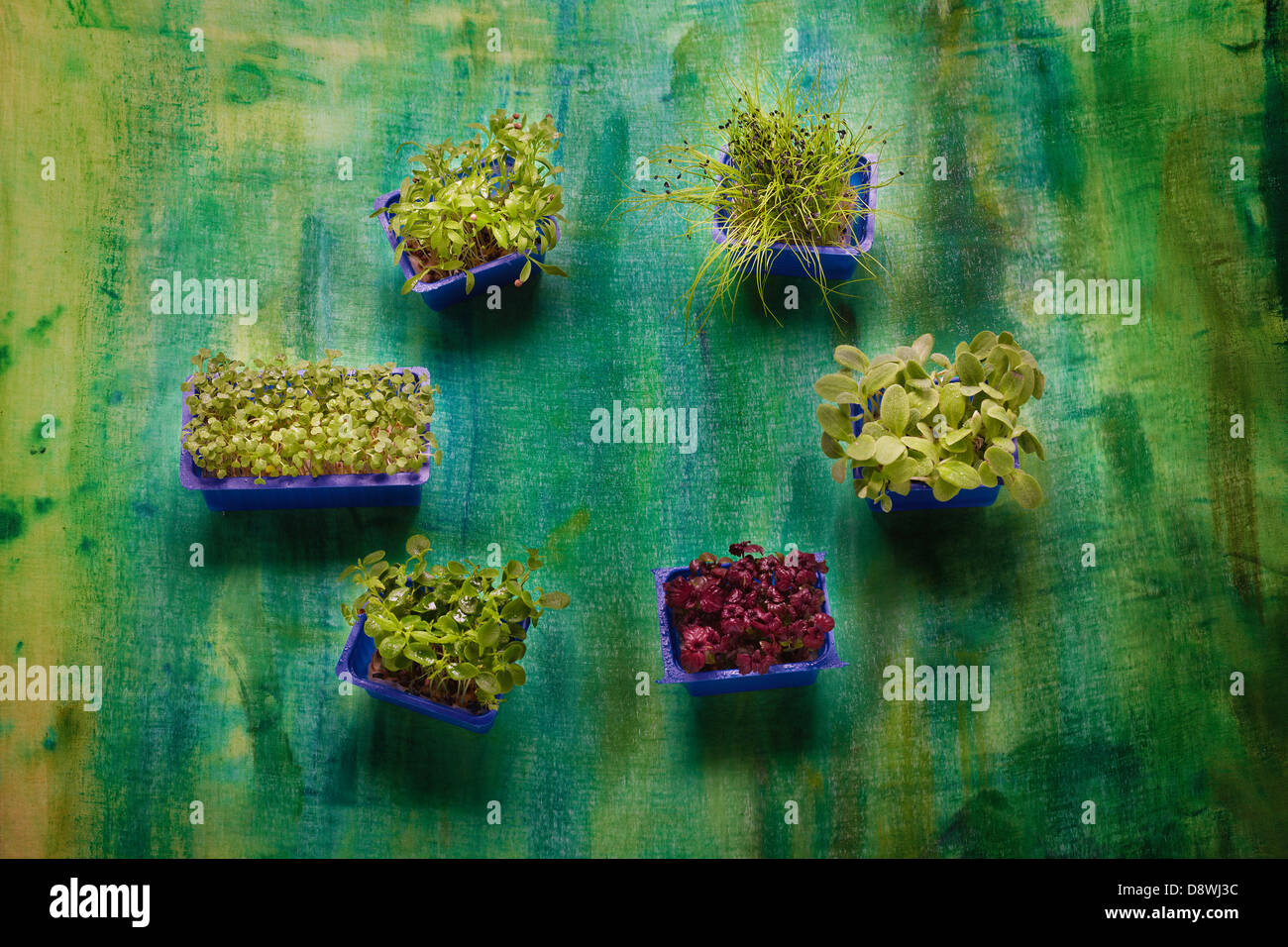 Sprouting seeds Stock Photo
