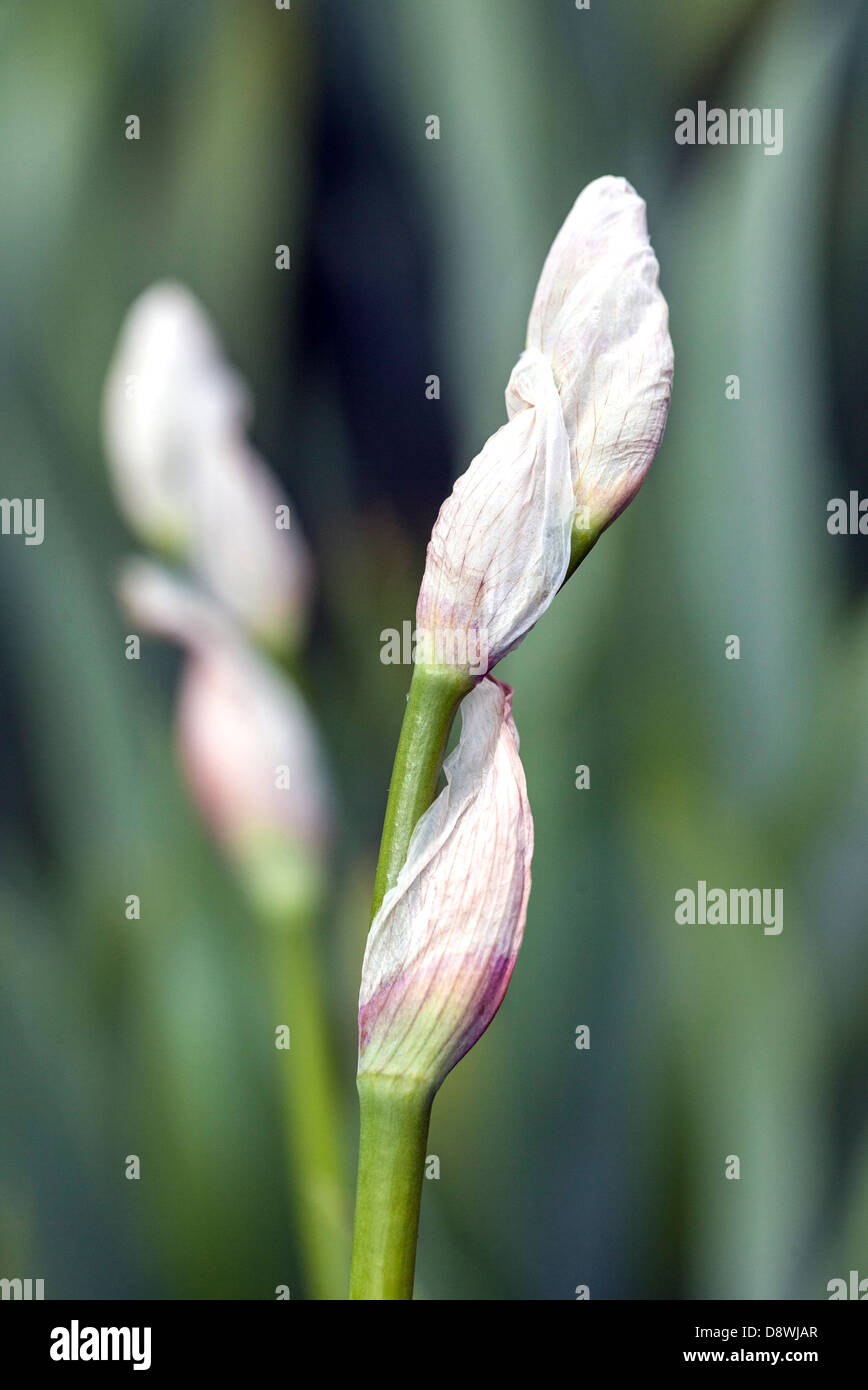 White buds Stock Photo