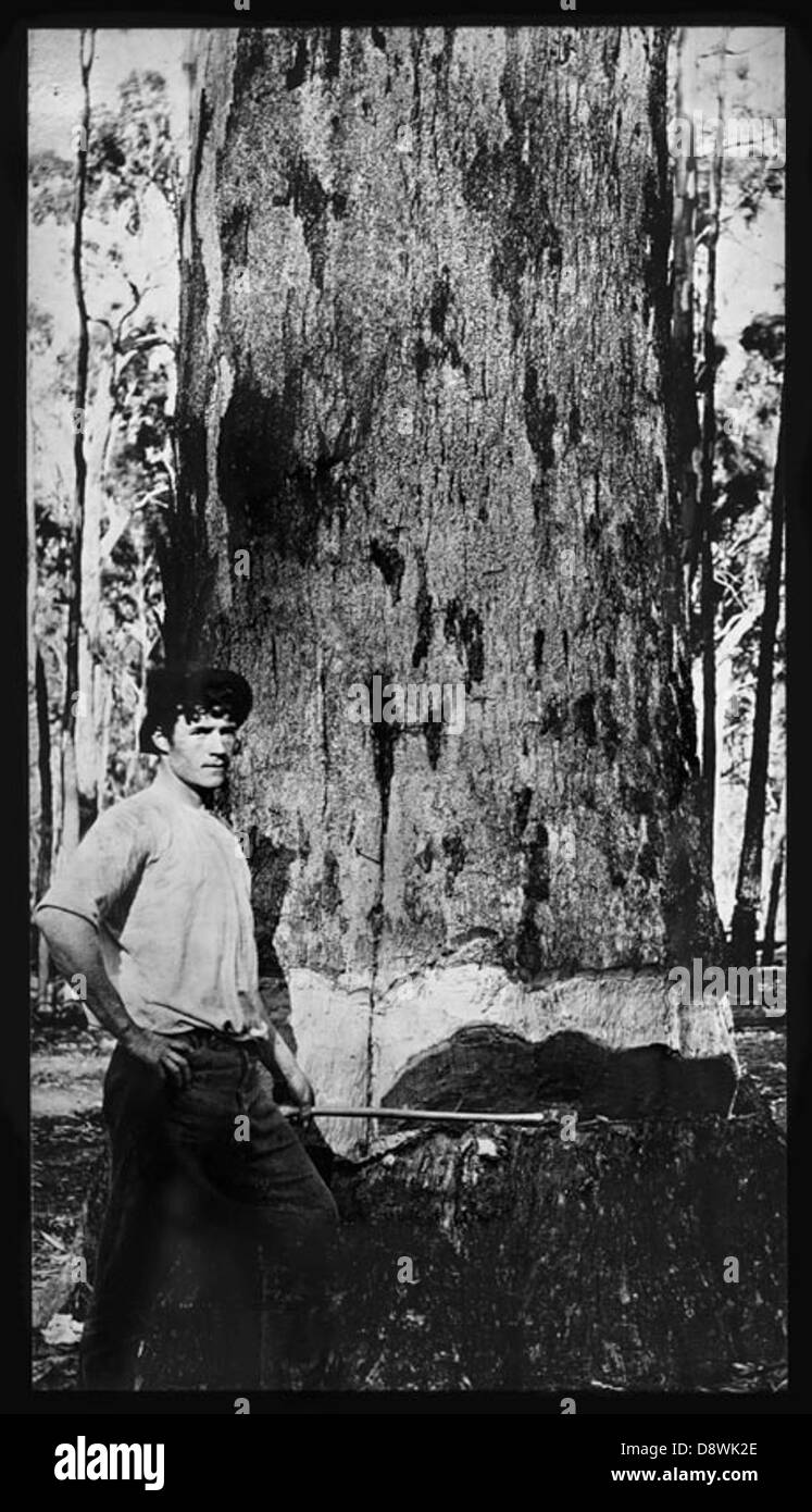 Logging timber Black and White Stock Photos & Images Alamy