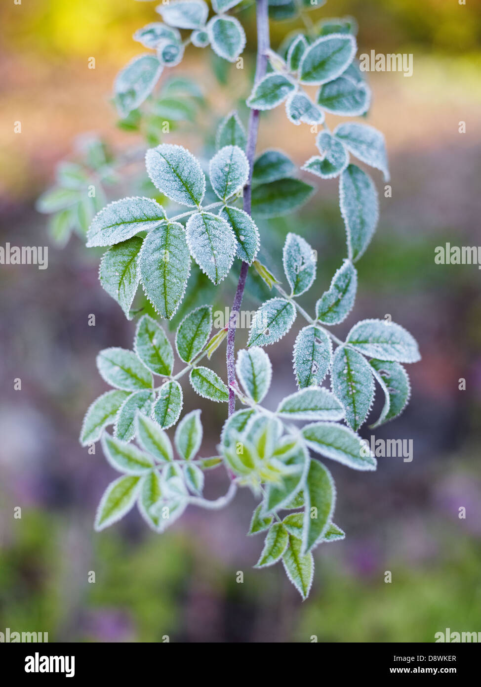 Frosted rose bush Stock Photo Alamy
