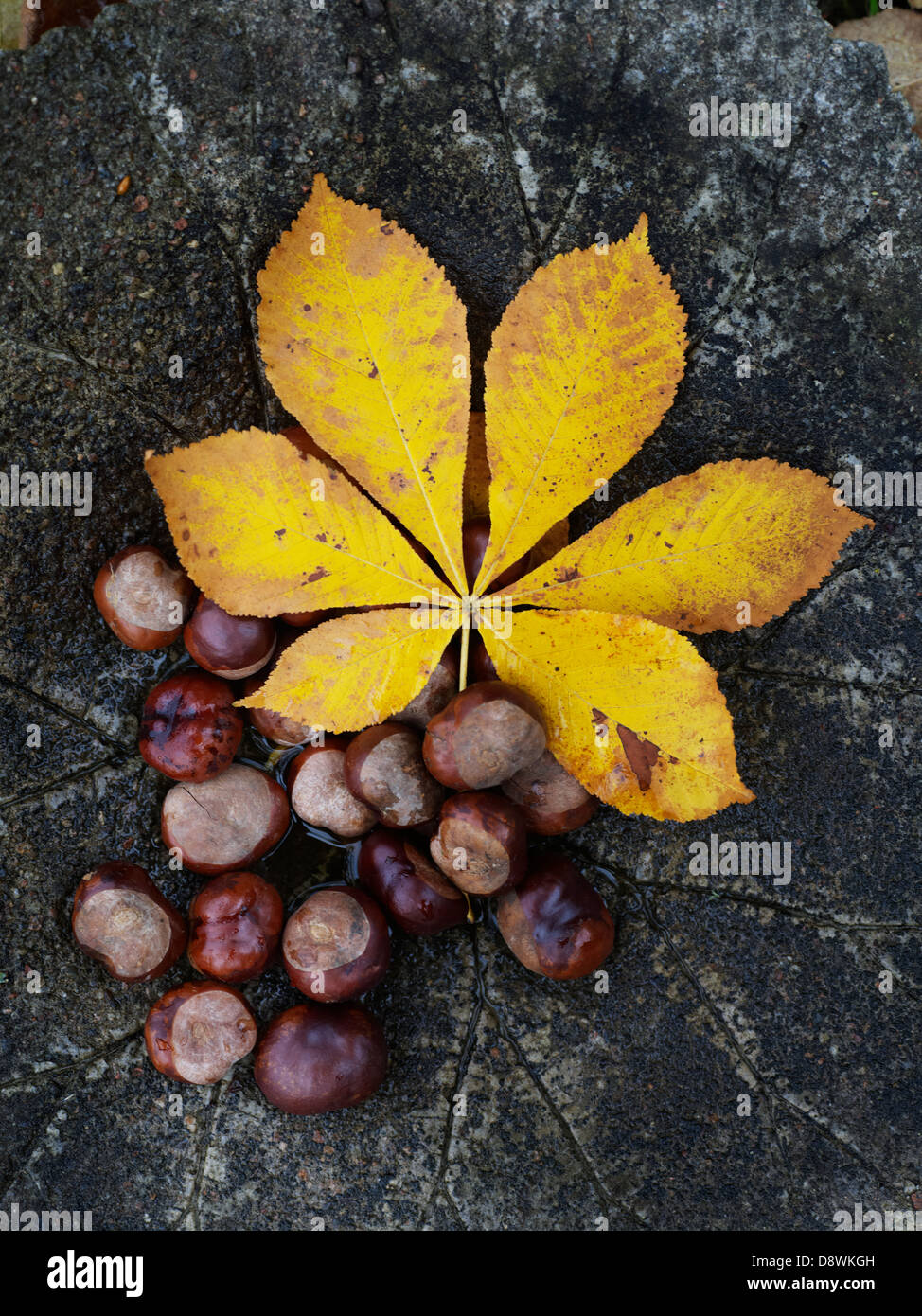 Horse chestnut leaf and horse chestnuts Stock Photo