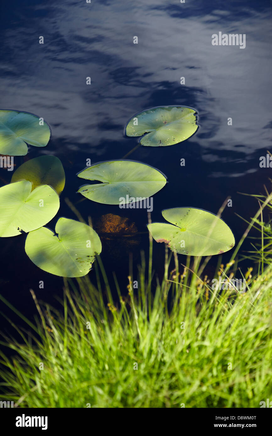 Water lily leaves hi-res stock photography and images - Alamy