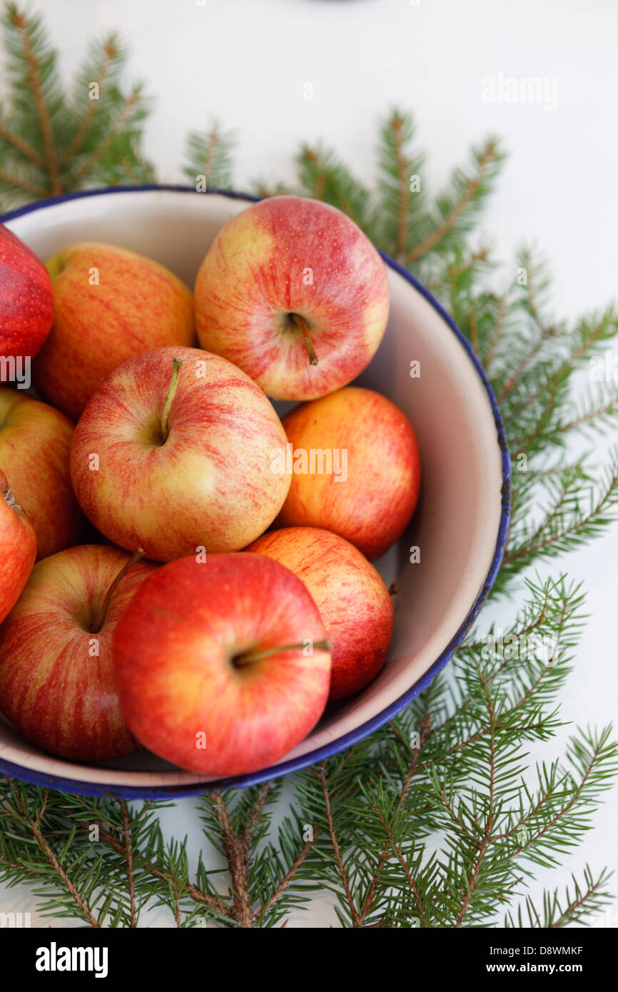 Apples with spruce twigs Stock Photo