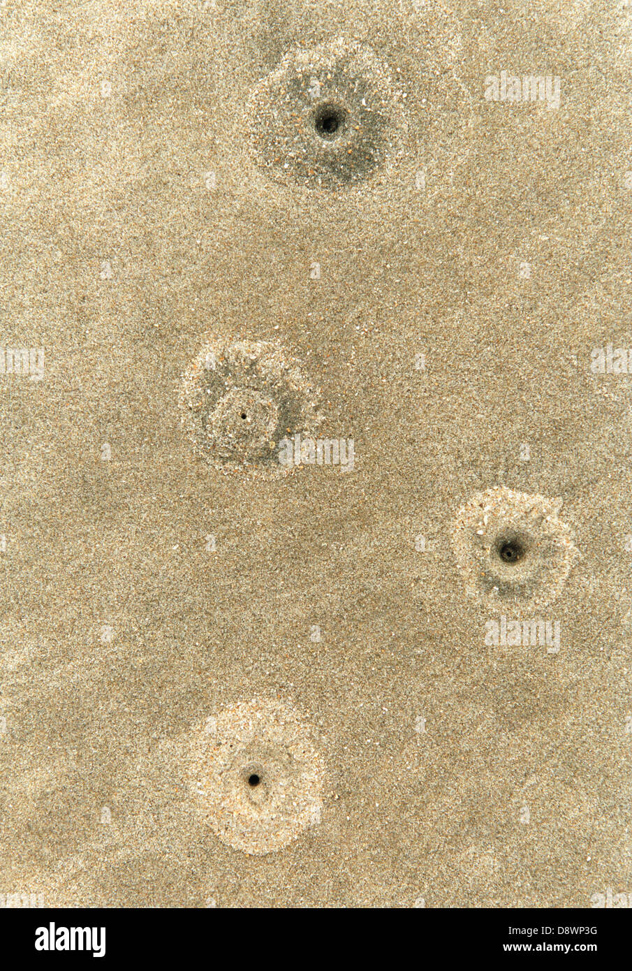 Holes in sand Stock Photo Alamy