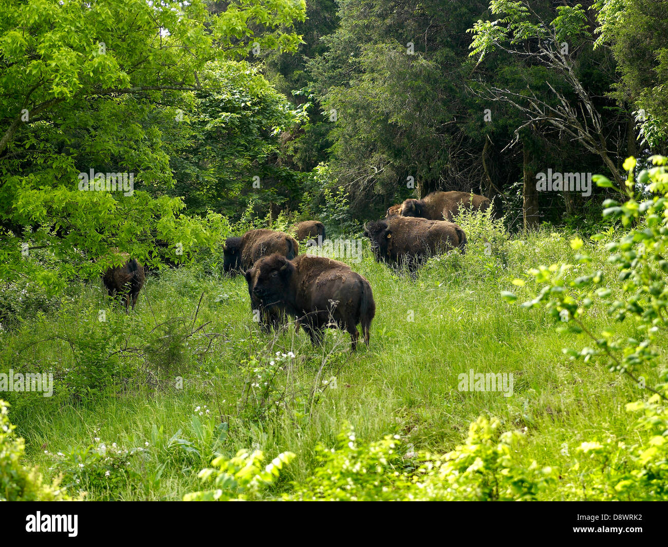 Heard of bisons in the Kentucky Stock Photo Alamy