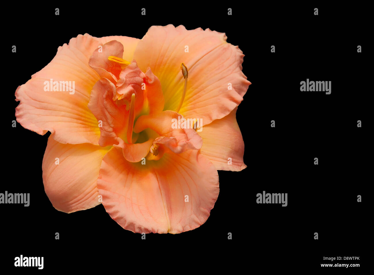 Day Lily on a black background Stock Photo