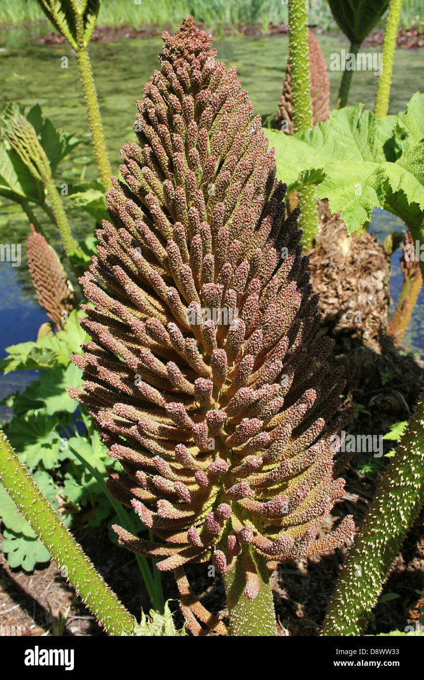 Giant Rhubarb Gunnera manicata Inflorescence Stock Photo