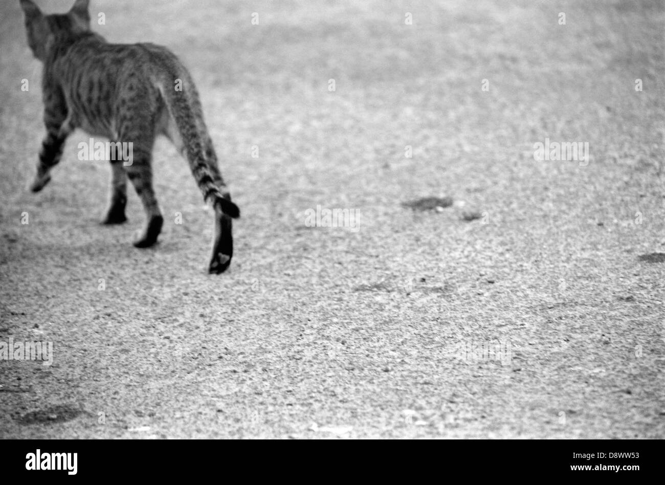A cat walking away Stock Photo Alamy