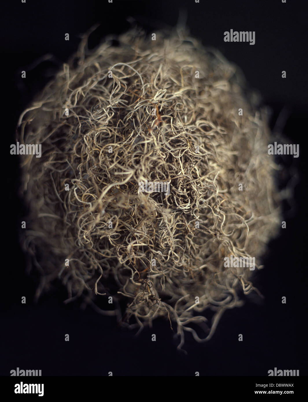 Spanish moss, closeup Stock Photo Alamy