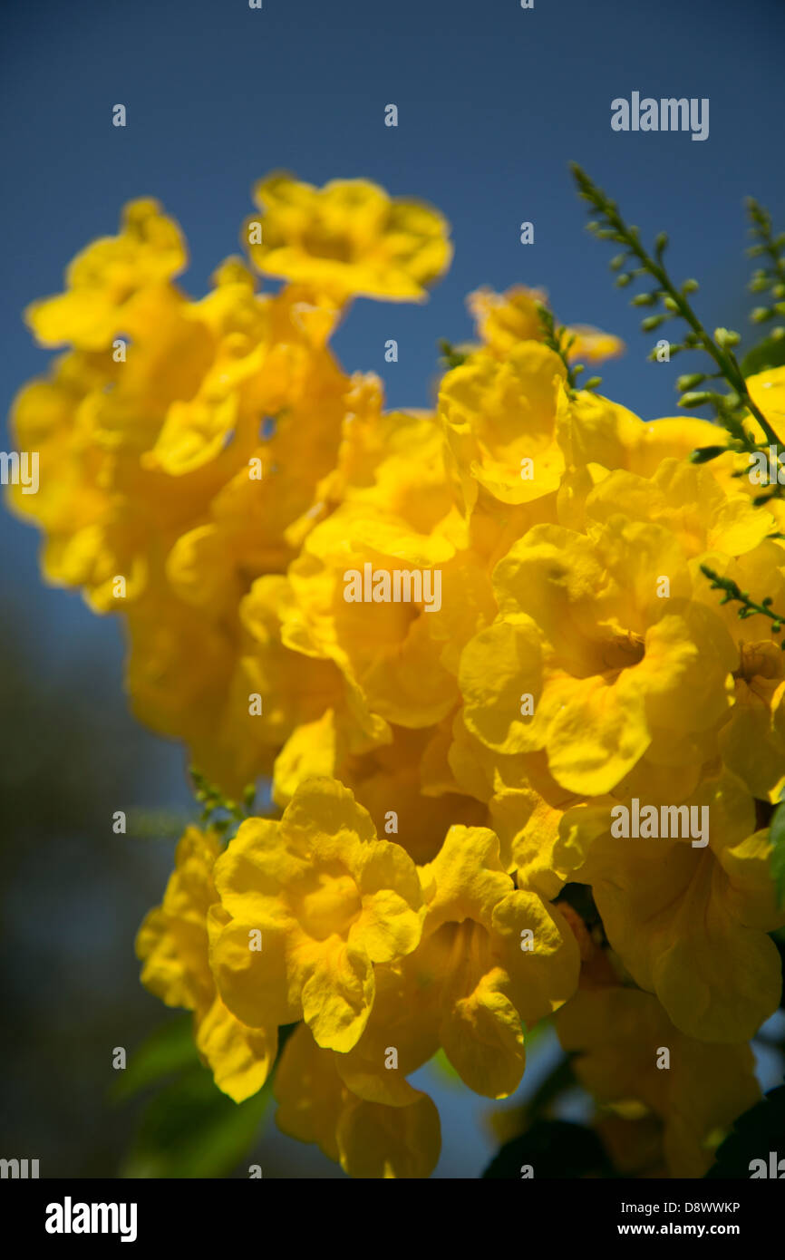 Close up of Yellow Bells (Tecoma stans) in Texas, USA Stock Photo