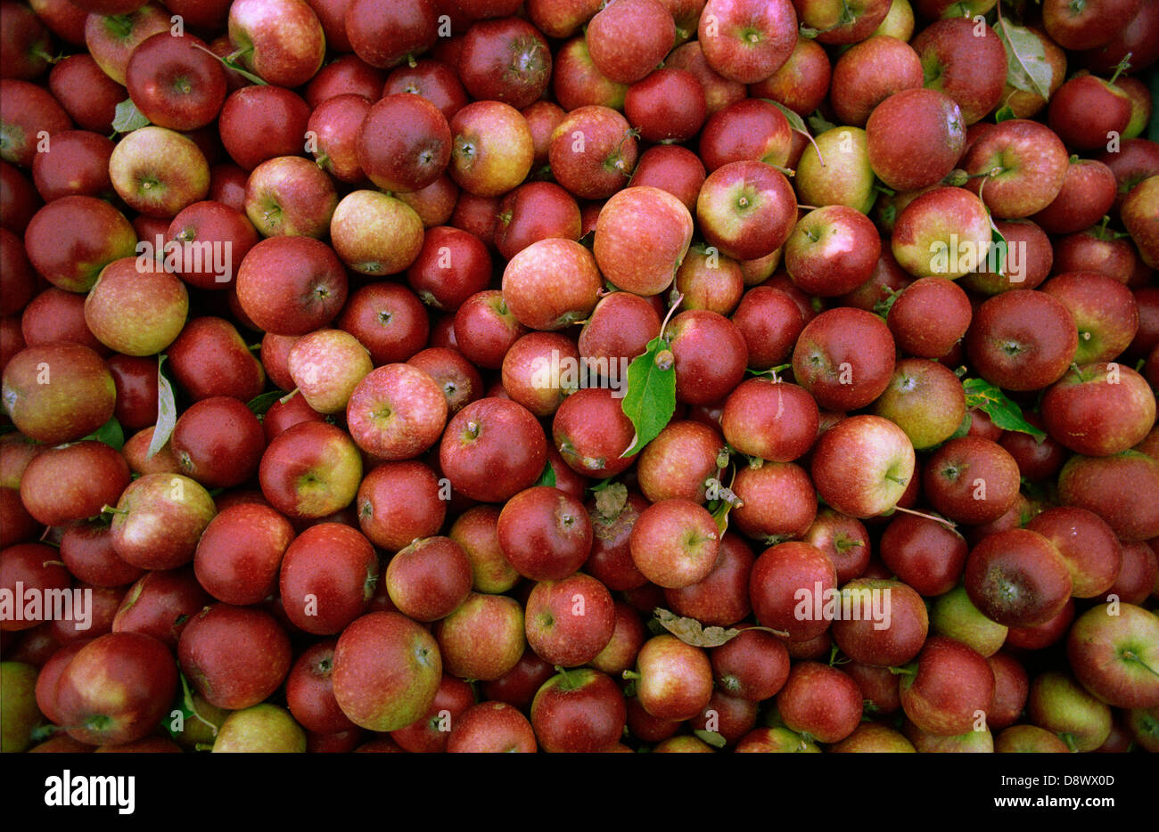 A Large Number of Apples Stock Photo - Alamy