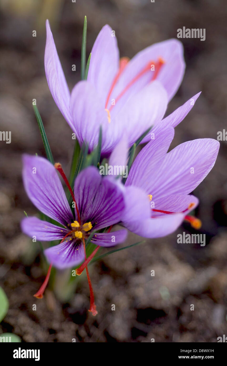 Saffron tree hires stock photography and images Alamy