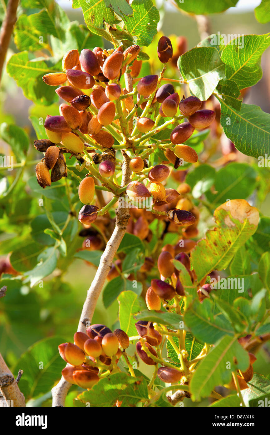 Pistachios on the branch Stock Photo