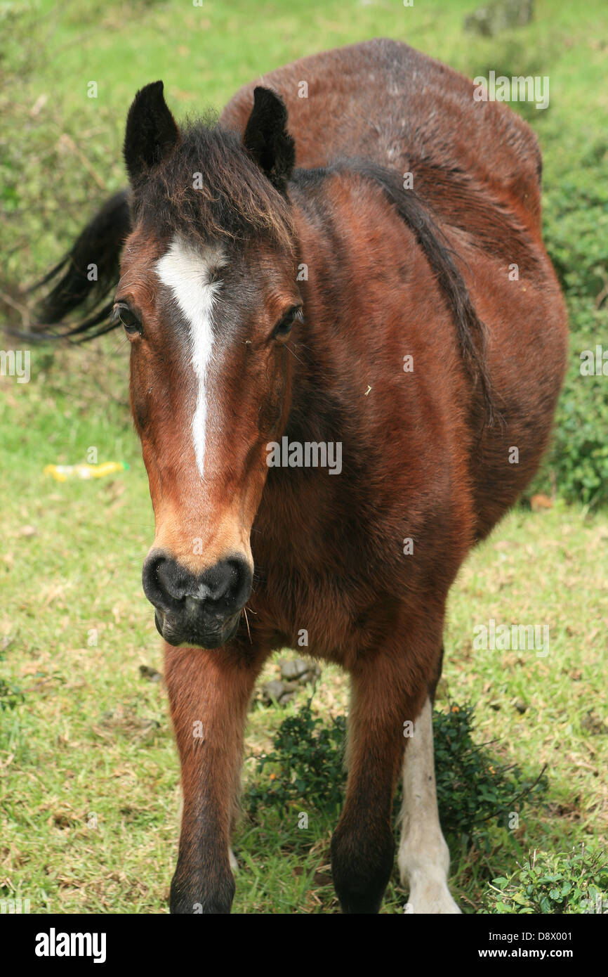 A brown horse standing in a field of grass on a farm in Cotacachi, Ecuador Stock Photo