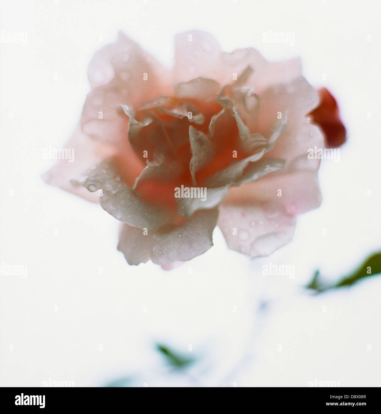 Color pink rose hi-res stock photography and images - Alamy