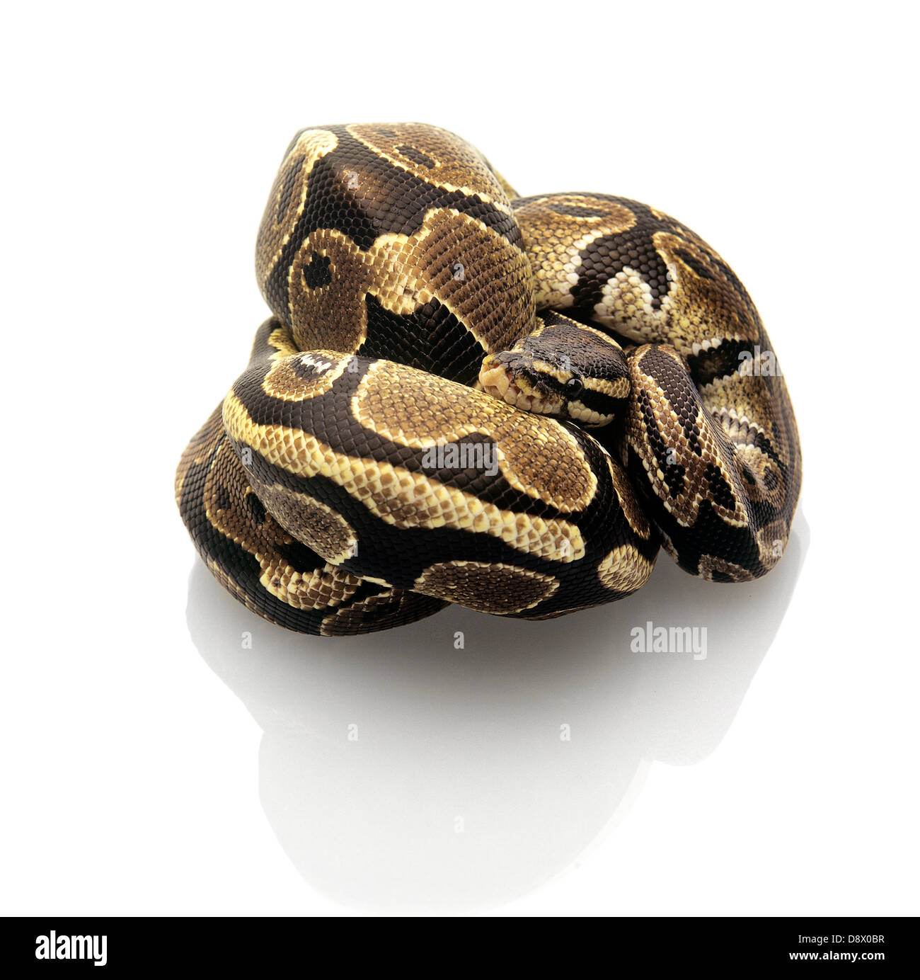 Ball Python isolated on a white background Stock Photo - Alamy