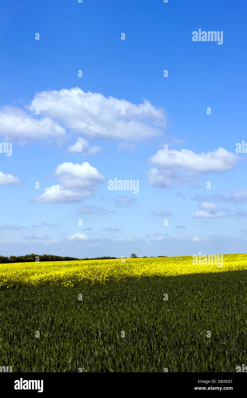 A field in Yorkshire showing yellow rape seed in bloom taken against a blue sky with white clouds above. Stock Photo