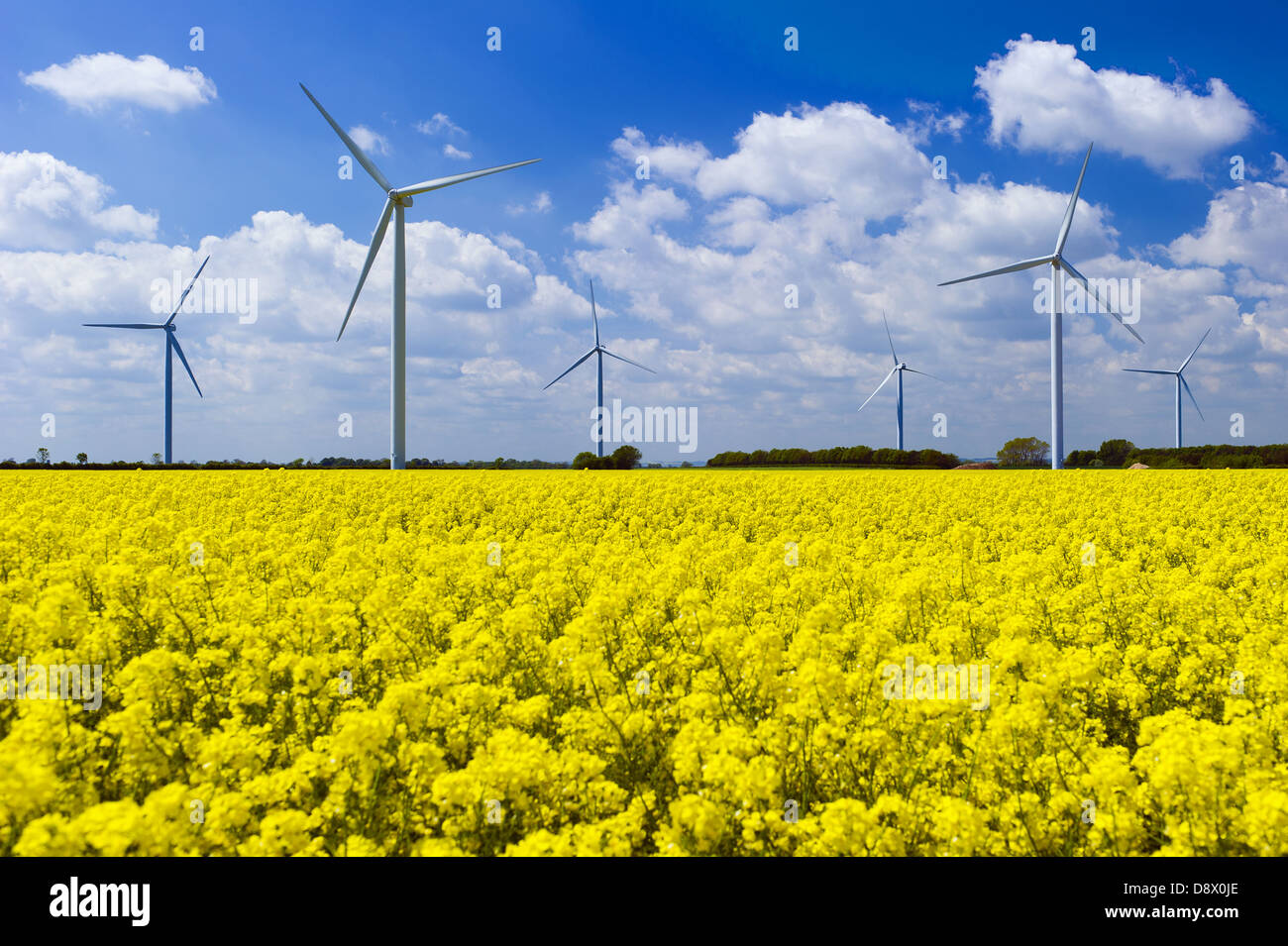 Renewable energy wind turbine farms in a field in Yorkshire showing yellow rape seed in bloom taken against a blue sky with white clouds above. Stock Photo