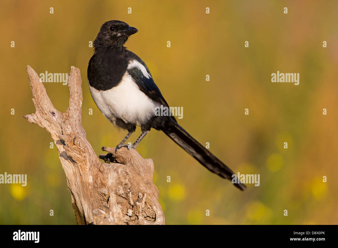 Black-billed Magpie, Magpie, Pica pica, Elster Stock Photo