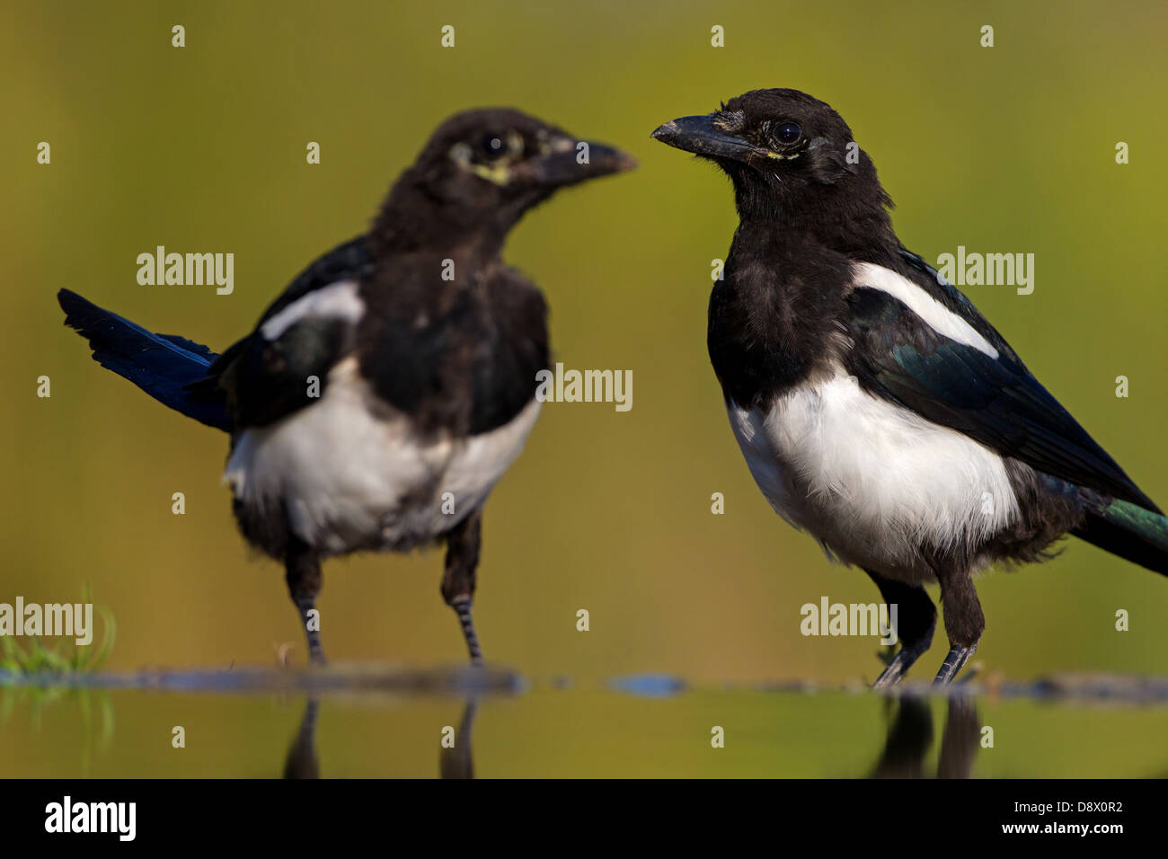 Black-billed Magpie, Magpie, Pica pica, Elster Stock Photo