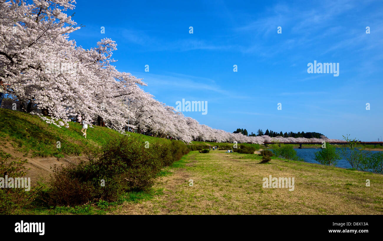 Full bloom cherry blossom lining the river dike of Tamagawa River in Kakunodate Akita Japan Stock Photo