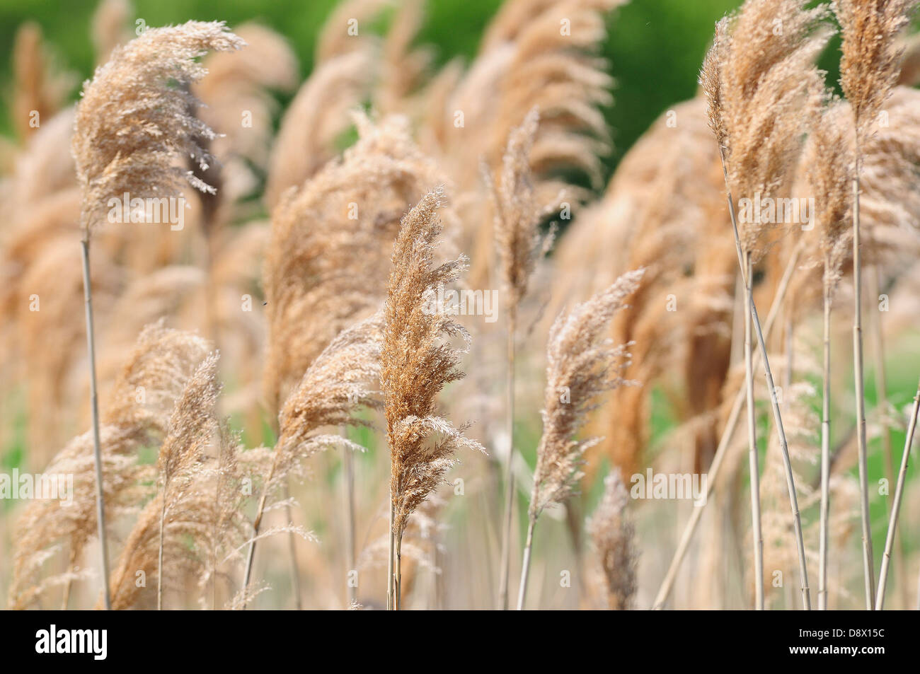 Illinois prairie grass hires stock photography and images Alamy