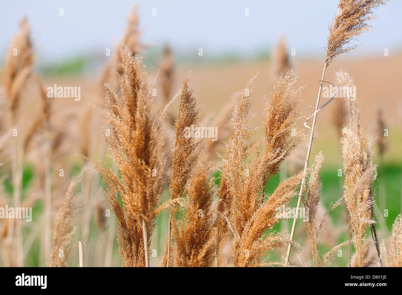 Illinois woodland and prairie grasses Stock Photo Alamy