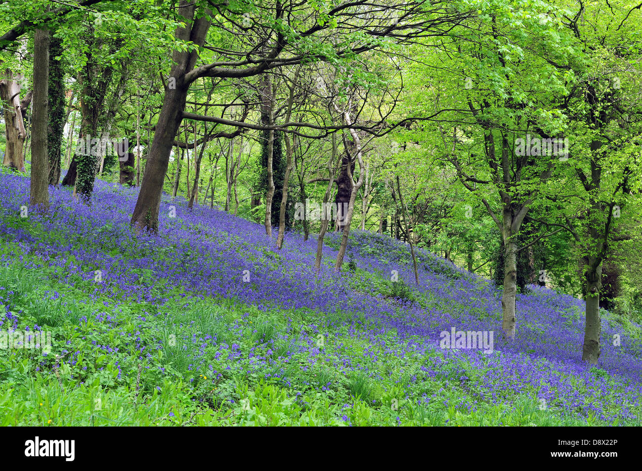 Bluebells flowering in open woodland near Bangor University, Bangor, Gwynedd, North Wales Stock Photo