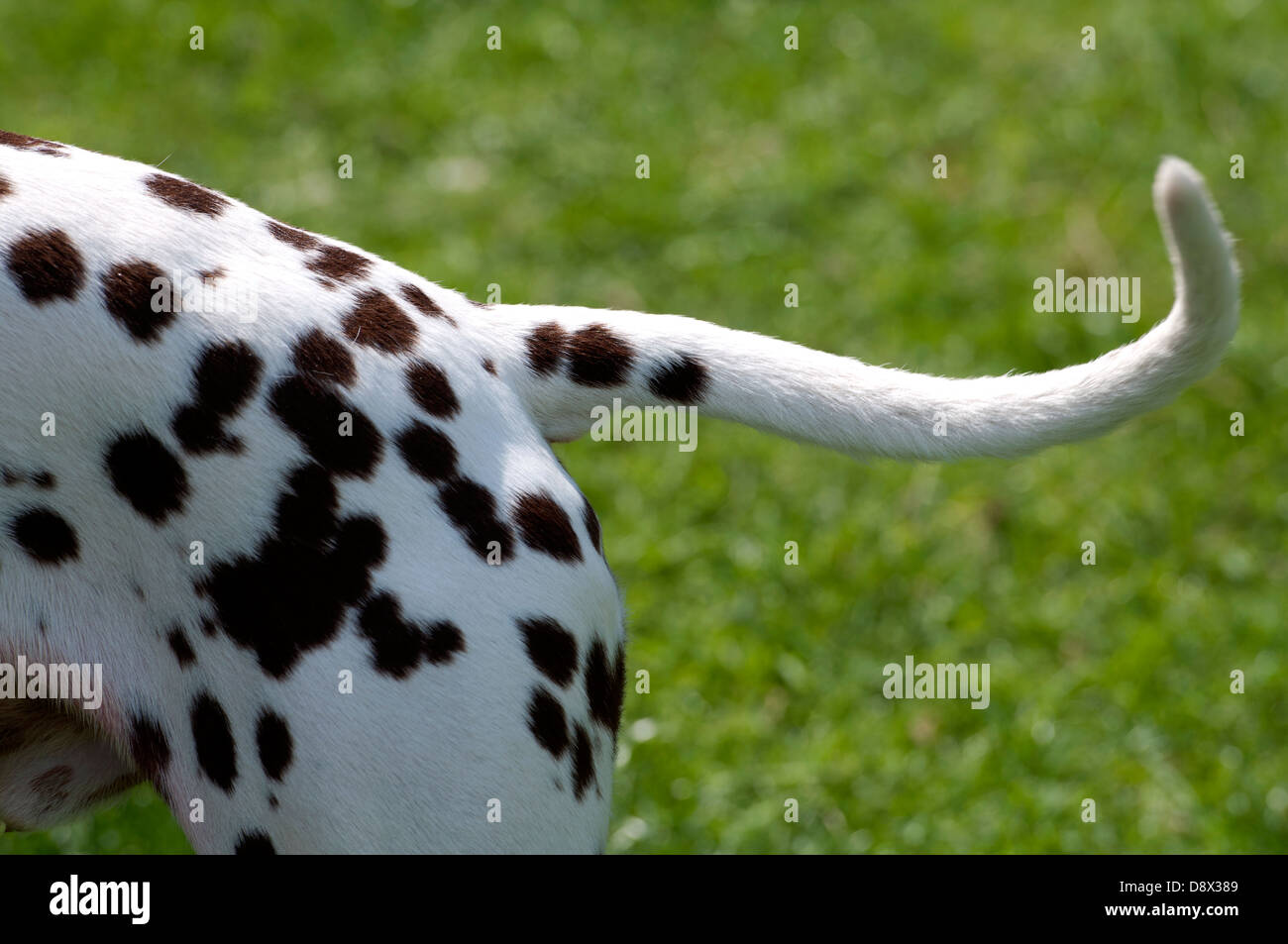 Dalmatian tail Stock Photo