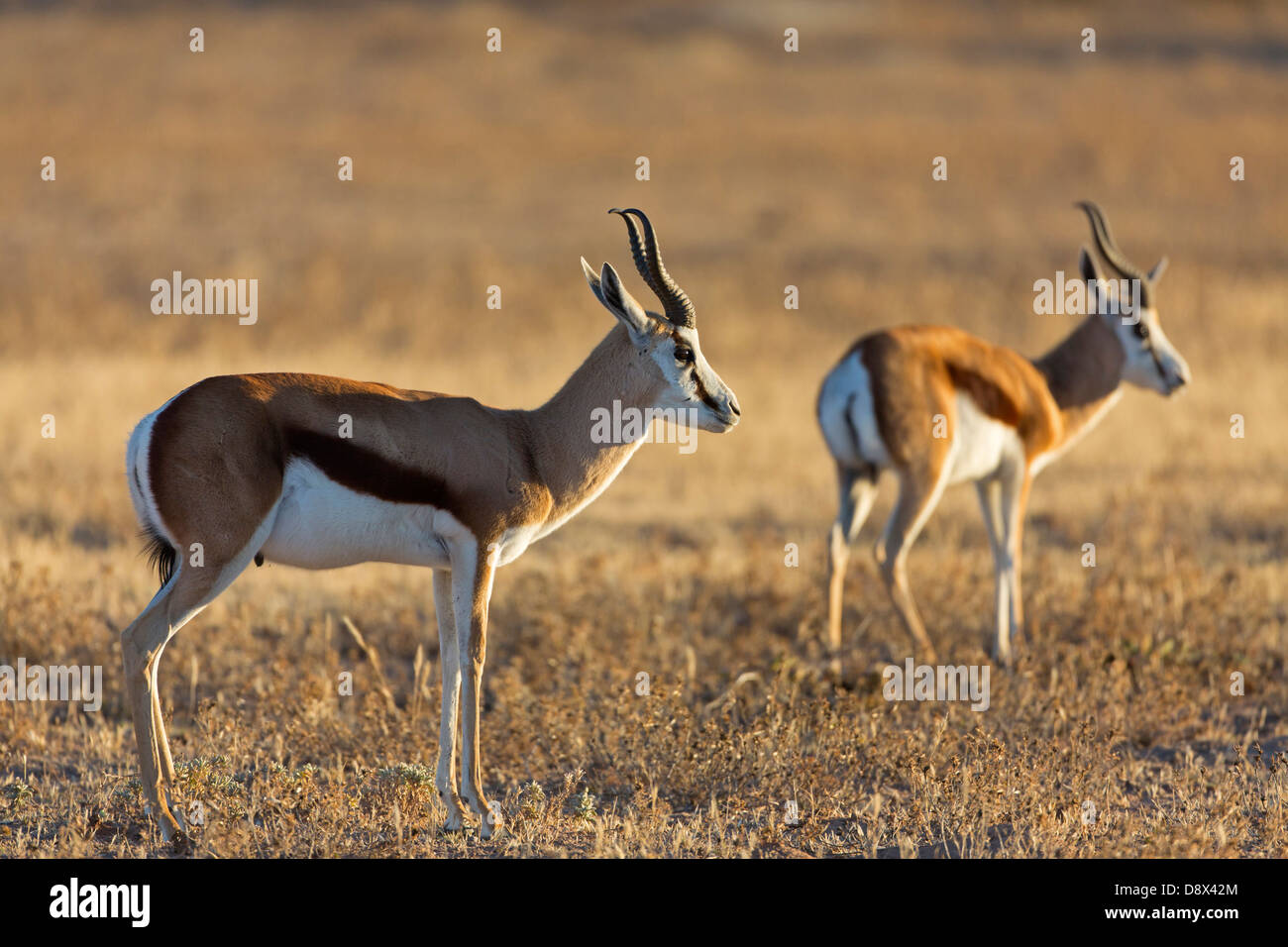 M Springbok Springbock, Springbok, Antidorcas marsupialis Stock Photo - Alamy