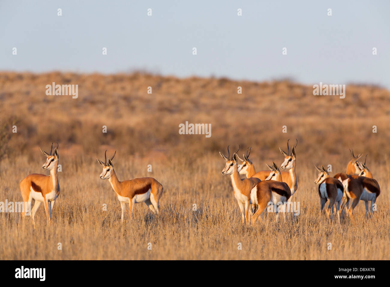 Cured Springbok Springbock, Springbok, Antidorcas marsupialis Stock Photo - Alamy