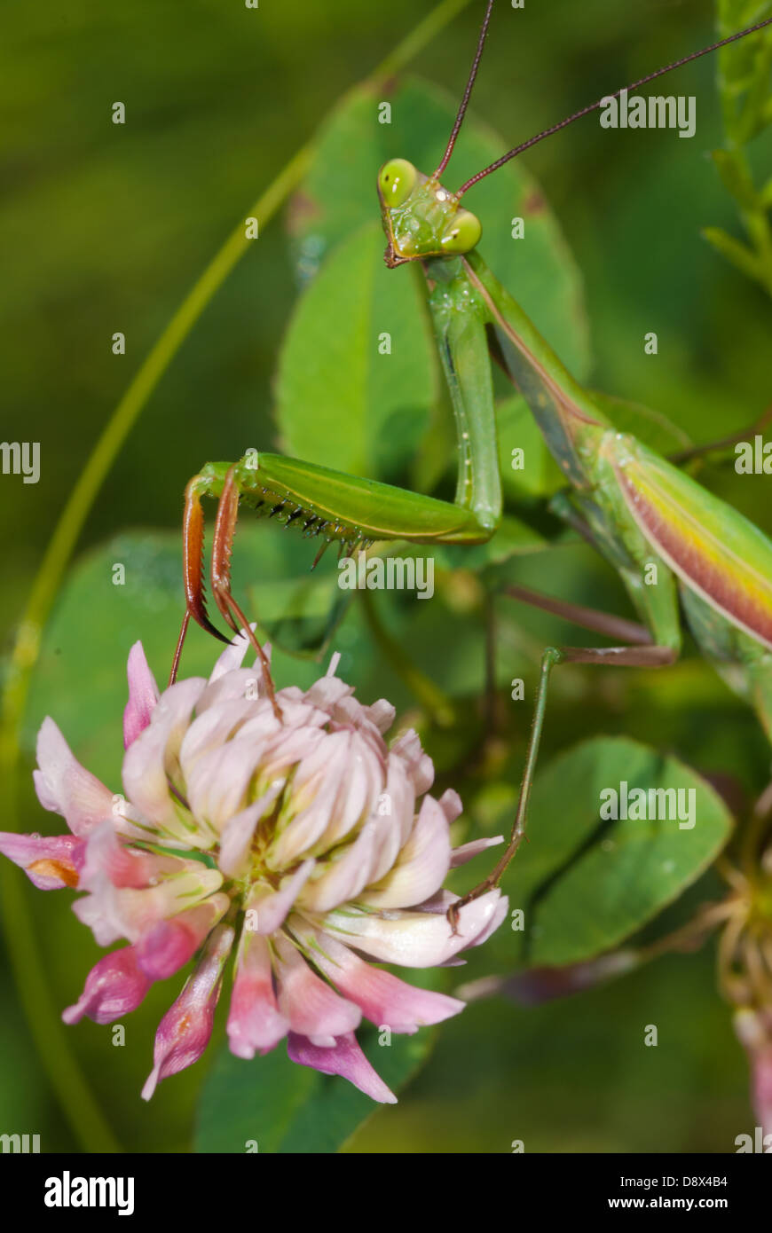 Praying mantis (Mantis religiosa) posing with red clover, Parrots Bay Conservation Area Stock Photo