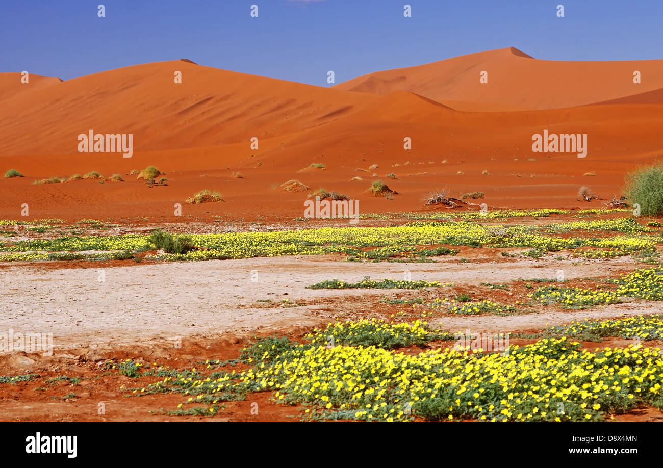 flowers at Sossusvlei, rain saison, Namib-Desert, Namibia Stock Photo