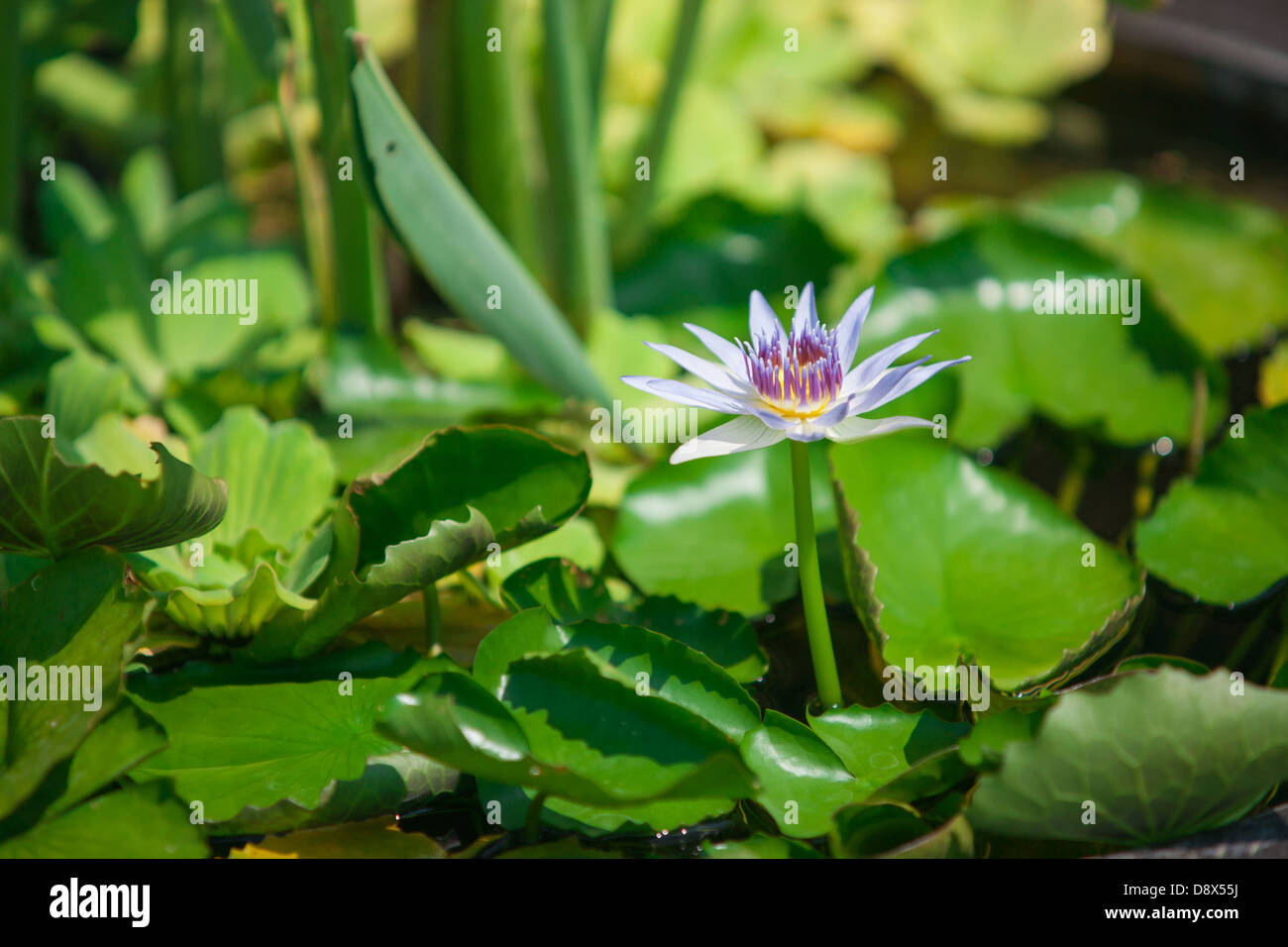 Relaxing image of water lilies in blooming in the quiet waters of the ...