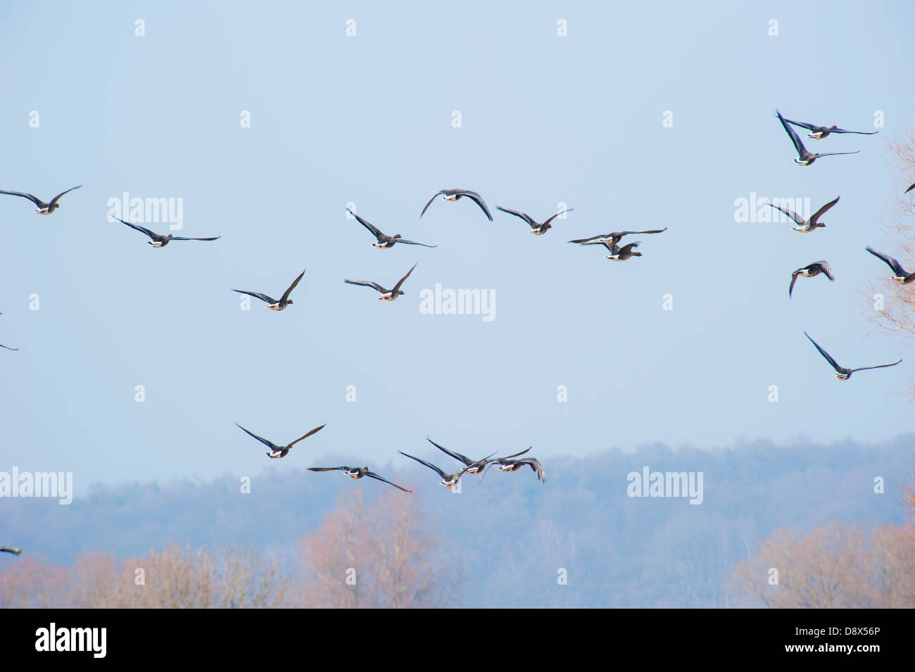 Group of geese flying overhead against a clear blue sky Stock Photo Alamy