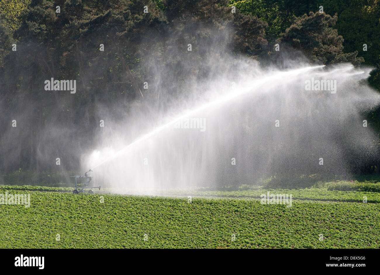 watering potato crop, norfolk, england Stock Photo