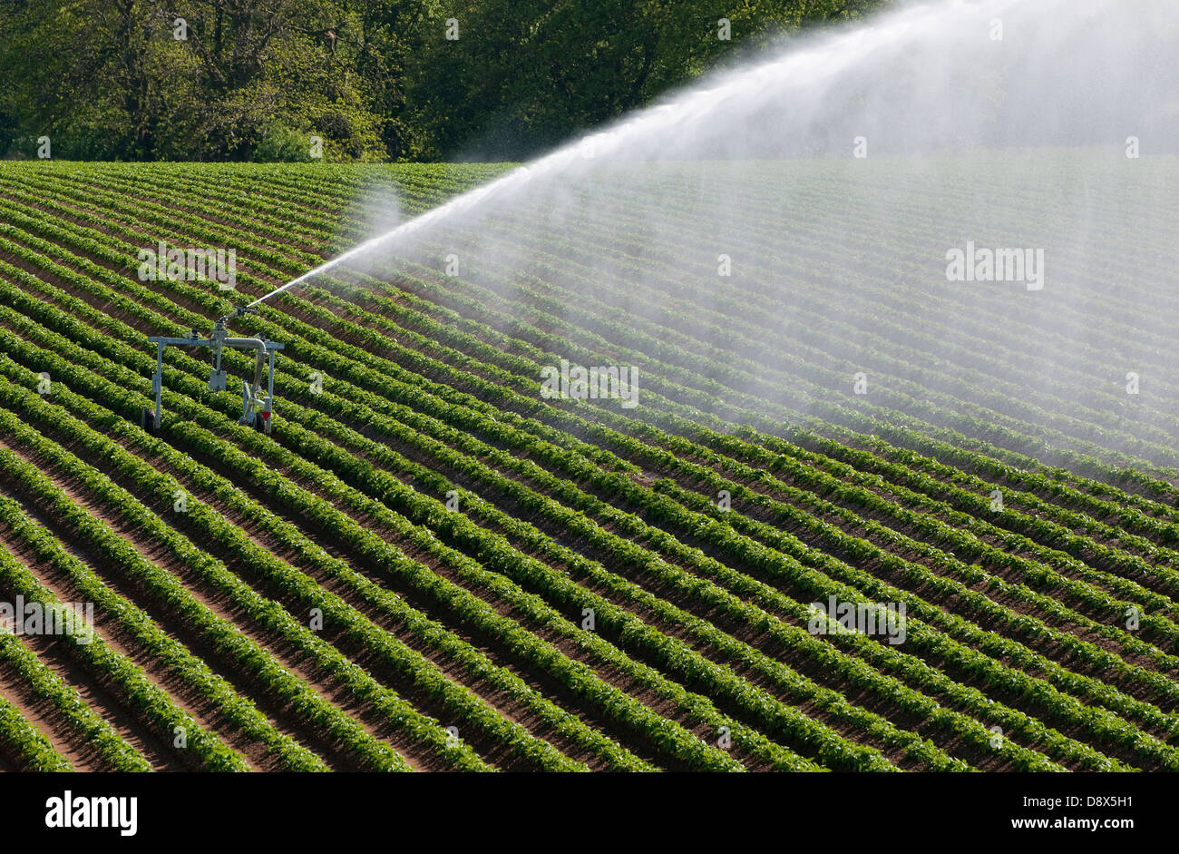 watering potato crop in norfolk, england Stock Photo