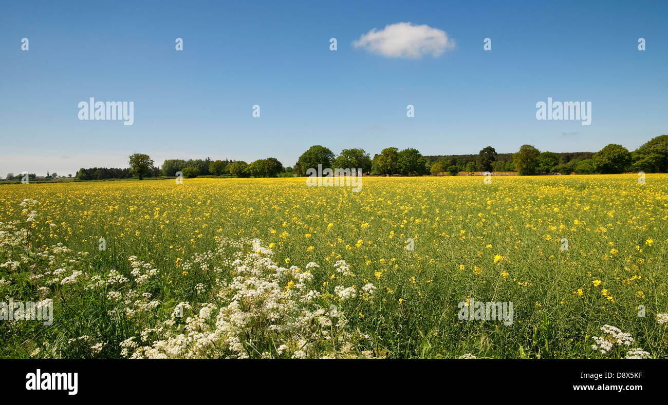 Mustard field norfolk hires stock photography and images Alamy