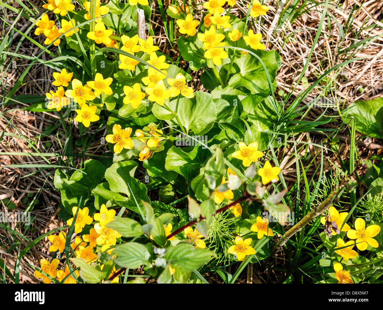 Marsh Marigold Souci des marais Caltha Palustris Buttercup flower blooming Wetland Marsh Stock Photo