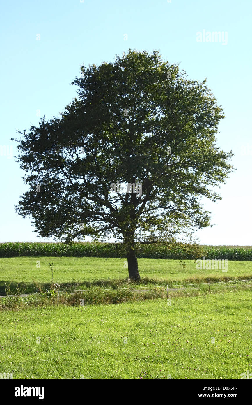 Tree in native forest hi-res stock photography and images - Alamy