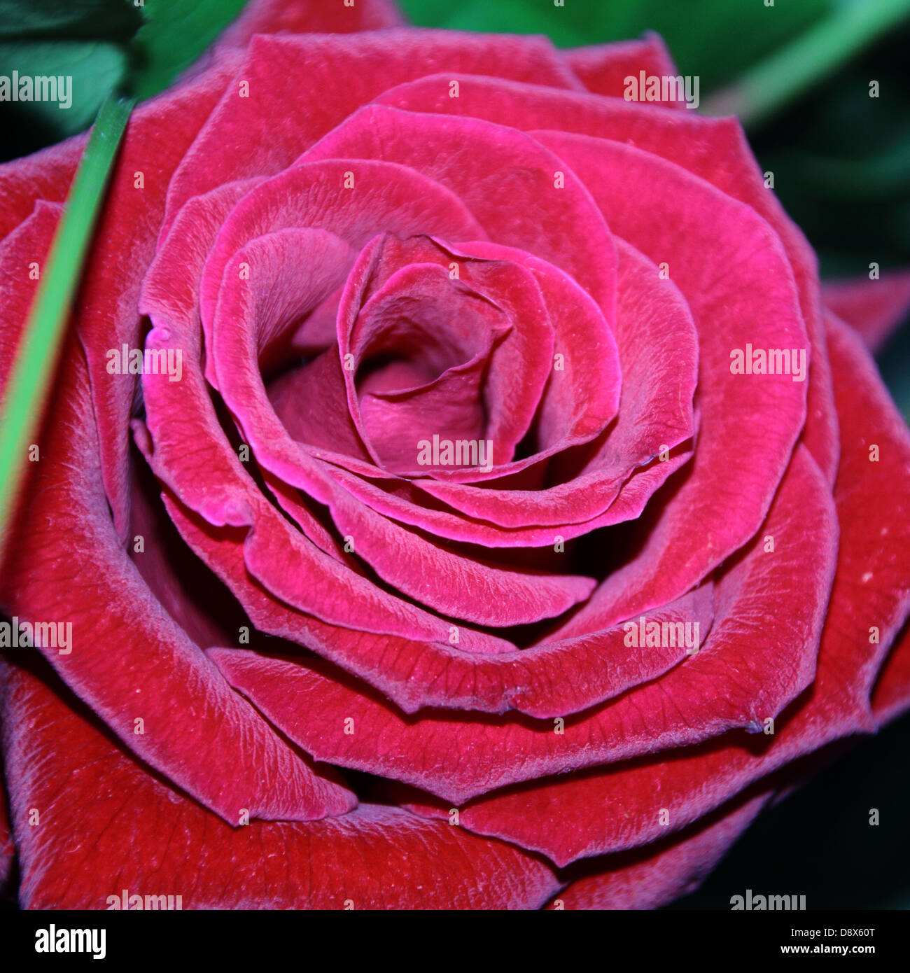 Cut rose hi-res stock photography and images - Alamy