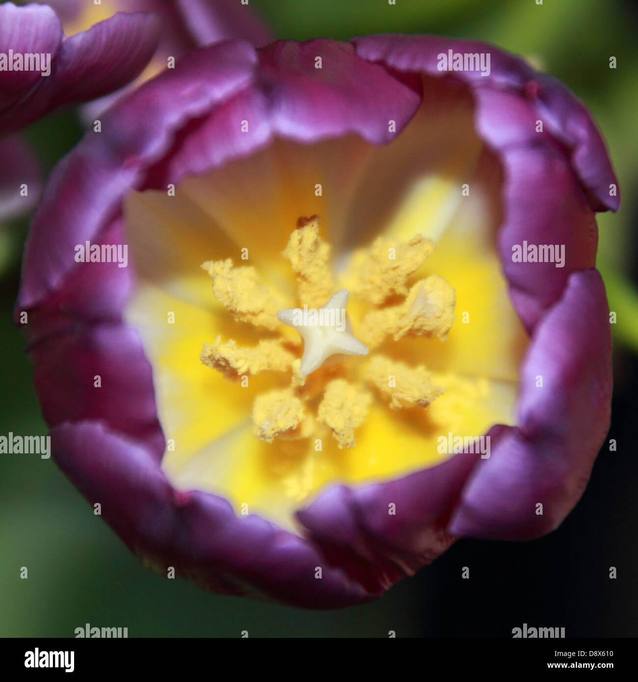 Macro close up of tulip Stock Photo - Alamy