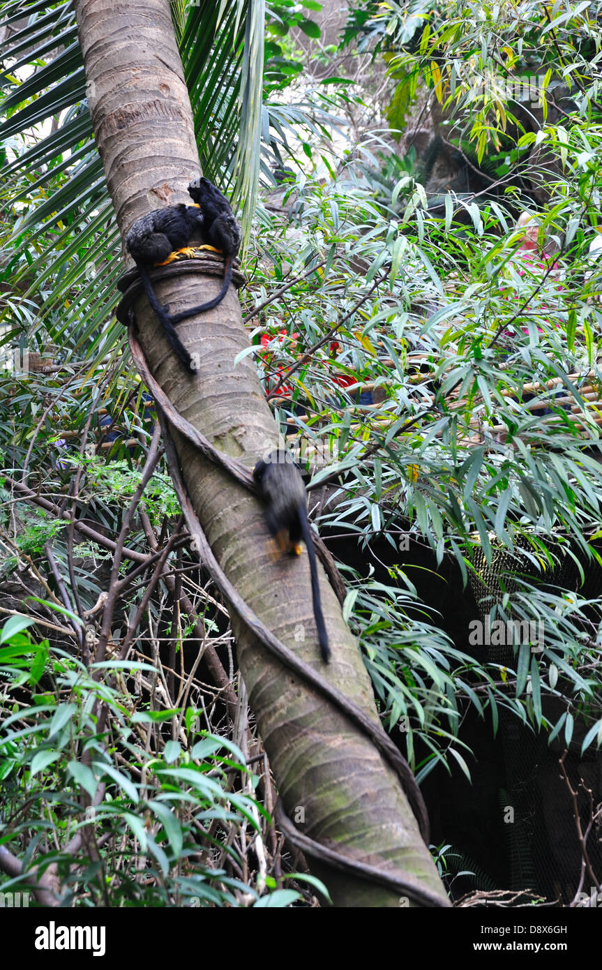 Redhanded tamarin monkeys on tree Dallas Aquarium, Texas, USA Stock