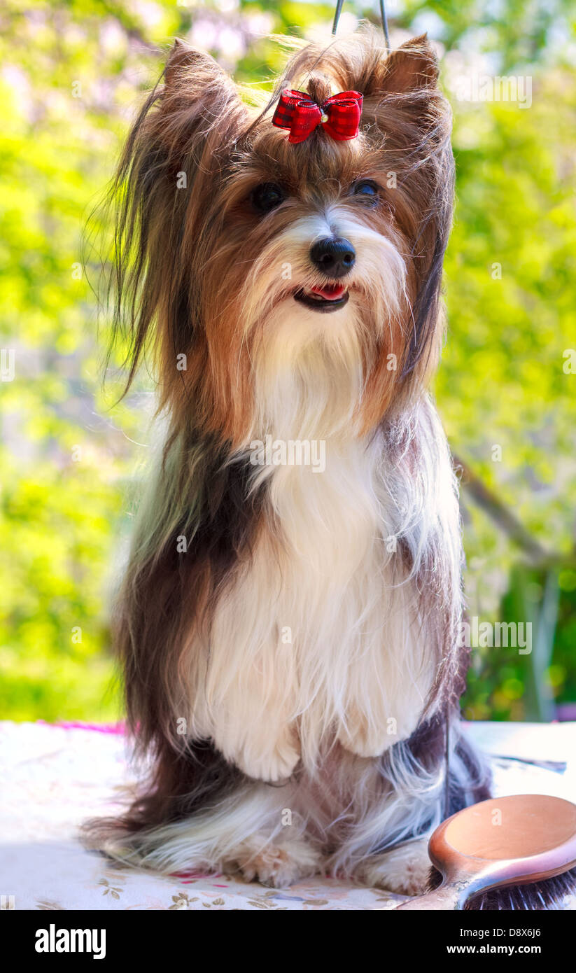 Biewer Yorkshire terrier red and black stands on his hind legs Stock Photo
